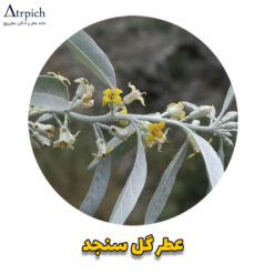 سنجد 247x247 - عطرپیچ فروشگاه اینترنتی عطر و ادکلن