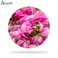 عطر غنچه گل محمدی